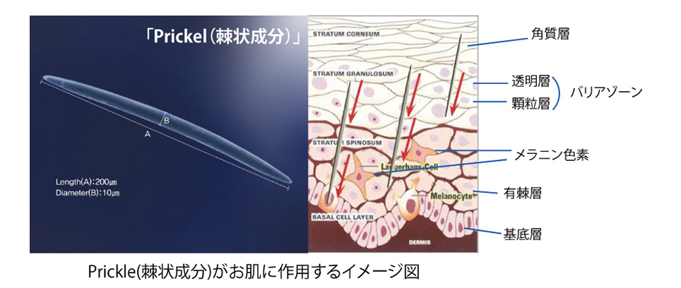 皮膚の図解